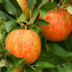 Honeycrisp™ & Sweet Sixteen Twisted Apple Tree -Fruit Tree Shop Honeycrisp Apple 1 FGT efb35668 b4ca 45ab bd02 64faf523a0bc