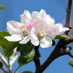 Apple Pollinator Pack -Fruit Tree Shop Honeycrisp Apple 2 BB