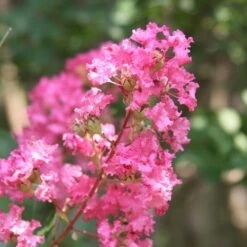 Hopi Crape Myrtle -Fruit Tree Shop Hopi Crape Myrtle 1