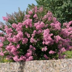 Hopi Crape Myrtle -Fruit Tree Shop Hopi Crape Myrtle 5