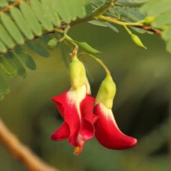 Red Hummingbird Tree (Sesbania Grandiflora) -Fruit Tree Shop Hummingbird Tree 5 FGT