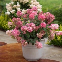 Fire Light® Hydrangea Shrub -Fruit Tree Shop Hydrangea FIrelight 6