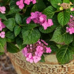 Endless Summer® Pop Star® Bigleaf Hydrangea -Fruit Tree Shop Hydrangea Pop Star 1