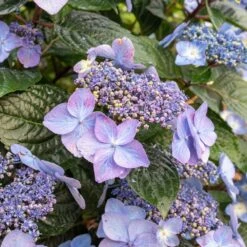 Endless Summer® Pop Star® Bigleaf Hydrangea -Fruit Tree Shop Hydrangea Pop Star 2