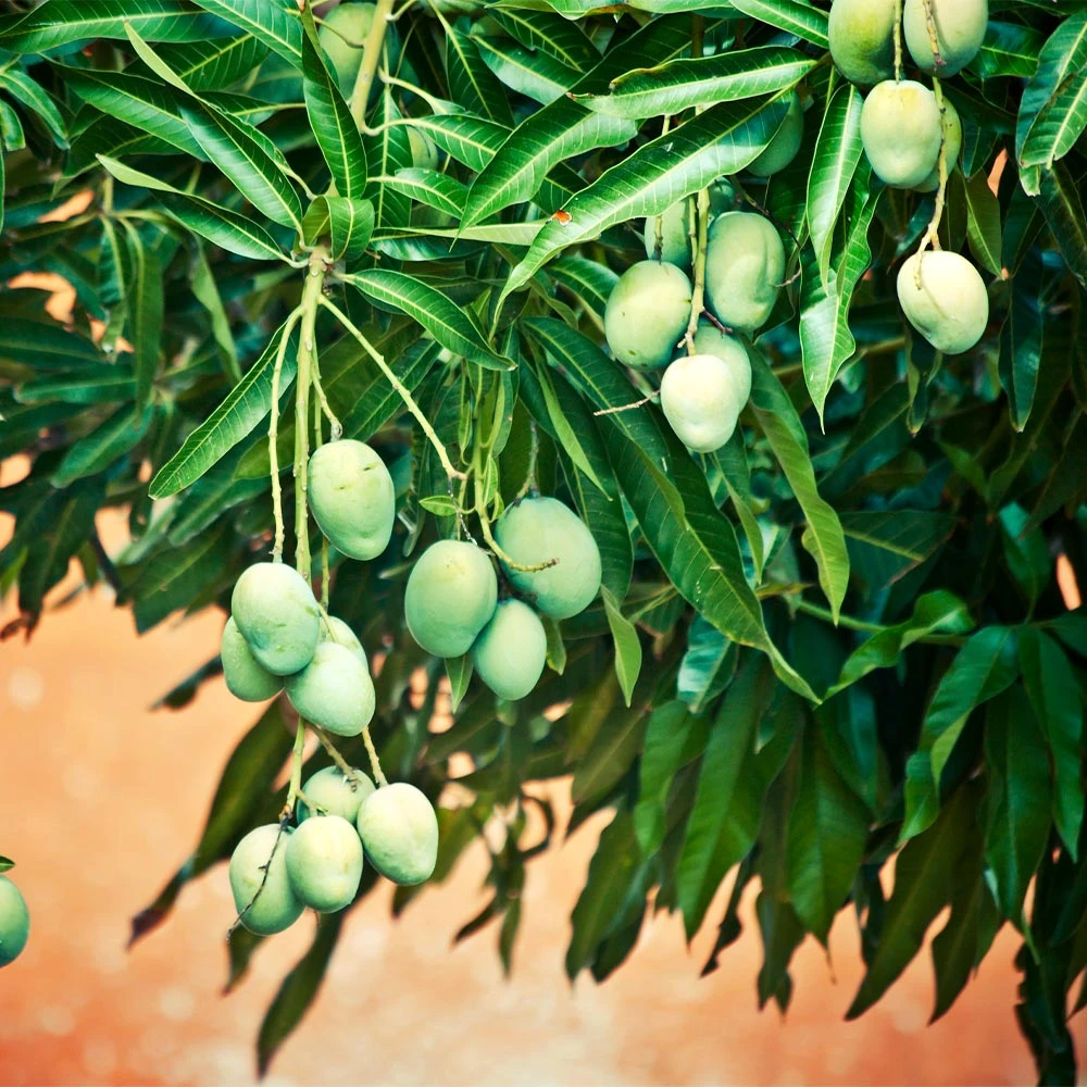 Ice Cream Mango Tree 4 Ice Cream Mango Tree - Image 4