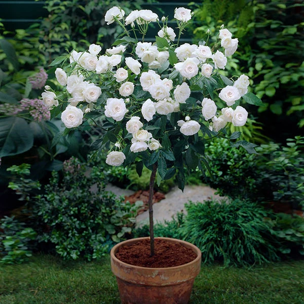 Iceberg Rose Tree 1 Iceberg Rose Tree