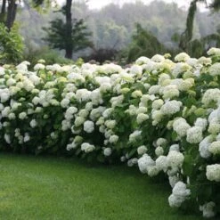 Incrediball® Hydrangea Shrub -Fruit Tree Shop Incrediball Hydrangea 1 FGT
