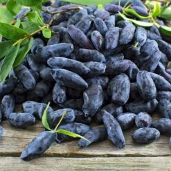Indigo Gem Haskap (Honeyberry) -Fruit Tree Shop Indigo GEm Haskap 2