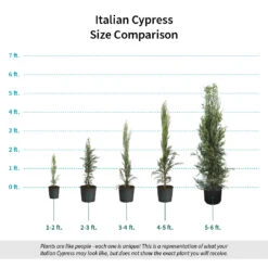 Italian Cypress 15 Italian Cypress -Fruit Tree Shop Italian Cypress Size Comparison ugc test
