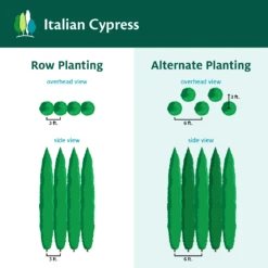 Italian Cypress 14 Italian Cypress -Fruit Tree Shop ItalianCypress