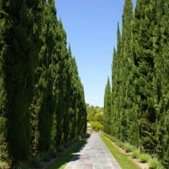 Italian Cypress 11 Italian Cypress -Fruit Tree Shop Italian Cypress 1 FGT