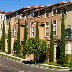 Italian Cypress 13 Italian Cypress -Fruit Tree Shop Italian Cypress 3 FGT