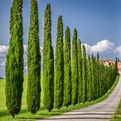 Italian Cypress 10 Italian Cypress -Fruit Tree Shop Italian Cypress 6 FGT