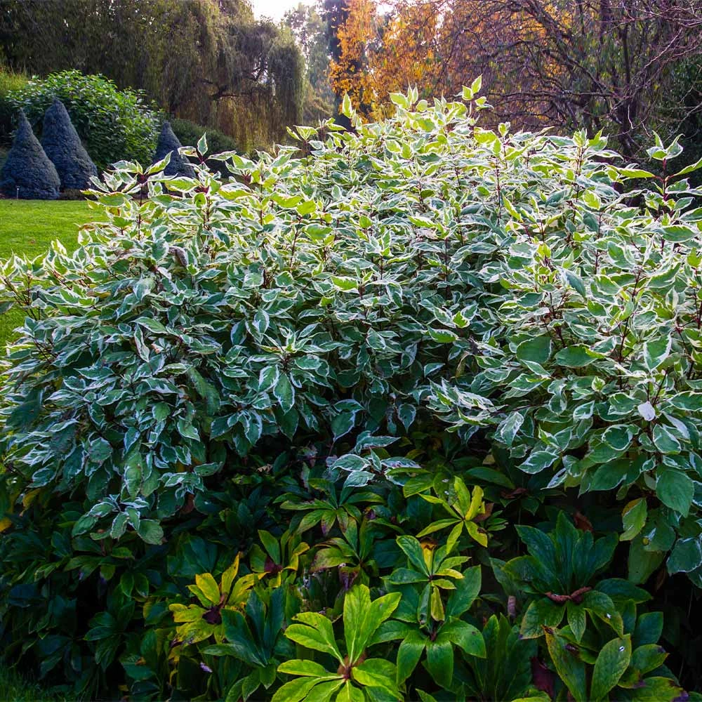 Ivory Halo Dogwood Shrub 2 Ivory Halo Dogwood Shrub - Image 2