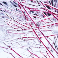 Ivory Halo Dogwood Shrub 6 Ivory Halo Dogwood Shrub -Fruit Tree Shop Ivory Halo Dogwood 4