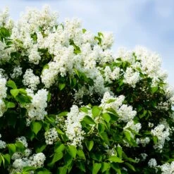 Ivory Silk Japanese Lilac Tree -Fruit Tree Shop Ivory Silk Lilac 1