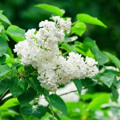Ivory Silk Japanese Lilac Tree -Fruit Tree Shop Ivory Silk Lilac 2