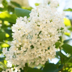 Ivory Silk Japanese Lilac Tree -Fruit Tree Shop Ivory Silk Lilac 4