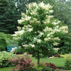 New Arrival 15 Ivory Silk Japanese Lilac Tree