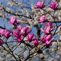 Jane Magnolia -Fruit Tree Shop Jane Magnolia 4 FGT