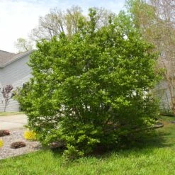 Jane Magnolia -Fruit Tree Shop Janr Magnolia 5 FGT