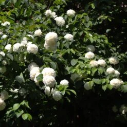 Japanese Snowball Bush 9 Japanese Snowball Bush -Fruit Tree Shop Japanese VIburnum 2 FGT