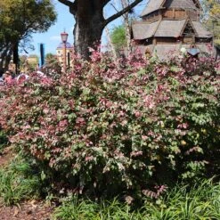 Jazz Hands® Variegated Loropetalum -Fruit Tree Shop Jazz Hands loropetalum 1 FGT