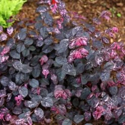 Jazz Hands® Variegated Loropetalum -Fruit Tree Shop Jazz Hands loropetalum 4 FGT