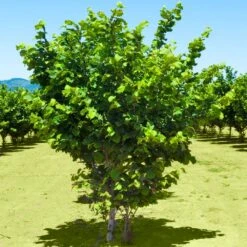 Jefferson Filbert Hazelnut Tree -Fruit Tree Shop Jefferson Filbert Hazelnut 2