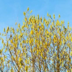 Jefferson Filbert Hazelnut Tree -Fruit Tree Shop Jefferson Filbert Hazelnut 4