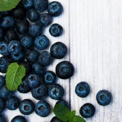 Jewel Blueberry Bush -Fruit Tree Shop Jewel Blueberry 2