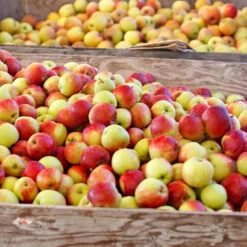 Jonagold Apple Tree -Fruit Tree Shop Jonagold Apple 6