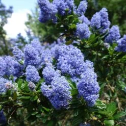 Creeping Mountain Lilac -Fruit Tree Shop Joyce Coulter California Lilac 2