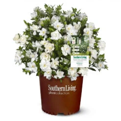Jubilation™ Gardenia Shrub 7 Jubilation™ Gardenia Shrub -Fruit Tree Shop Jubilation Gardenia 1