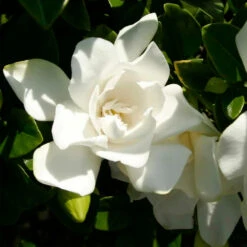 Jubilation™ Gardenia Shrub 8 Jubilation™ Gardenia Shrub -Fruit Tree Shop Jubilation Gardenia 3
