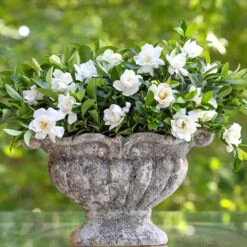 Jubilation⢠Gardenia Shrub