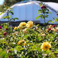 Julia Child And Ebb Tide™ Two-fer® Rose Tree -Fruit Tree Shop Julia CHild and Ebb Tide Rose Tree 4