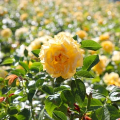 Julia Child Rose 9 Julia Child Rose -Fruit Tree Shop Julia Child Rose 4