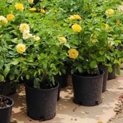 Julia Child Rose 11 Julia Child Rose -Fruit Tree Shop Julia Child Rose 7