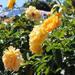 Julia Child Rose Tree 8 Julia Child Rose Tree -Fruit Tree Shop Julia Child Rose Tree 8