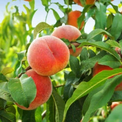 June Gold Peach Tree -Fruit Tree Shop June Gold peaches 1