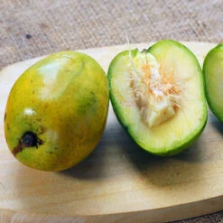 June Plum Tree 6 June Plum Tree -Fruit Tree Shop June Plum 5