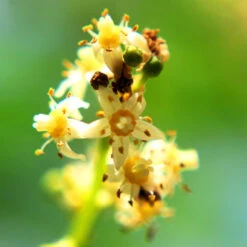 June Plum Tree 7 June Plum Tree -Fruit Tree Shop June Plum 6