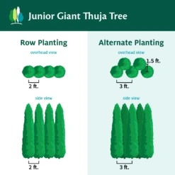 Junior Giant Thuja Tree -Fruit Tree Shop JuniorGiantThujaTree