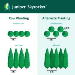 Skyrocket Junipers -Fruit Tree Shop Juniper Skyrocket