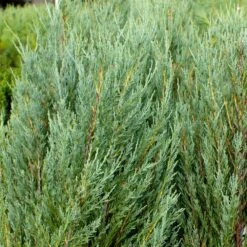 Skyrocket Junipers -Fruit Tree Shop Juniper Skyrocket 4 FGT