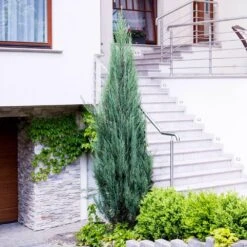 Skyrocket Junipers -Fruit Tree Shop Juniper Skyrocket 6 FGT