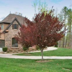 KV' Flowering Plum Tree 8 KV' Flowering Plum Tree -Fruit Tree Shop KV Flowering Plum 4