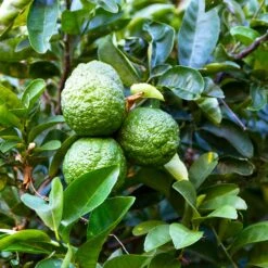 Kaffer 'Kieffer' Lime Tree -Fruit Tree Shop Kaffir Lime 6