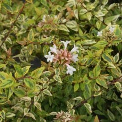 Kaleidoscope Abelia Shrub 6 Kaleidoscope Abelia Shrub -Fruit Tree Shop Kaleidoscope Abelia 2 FGT
